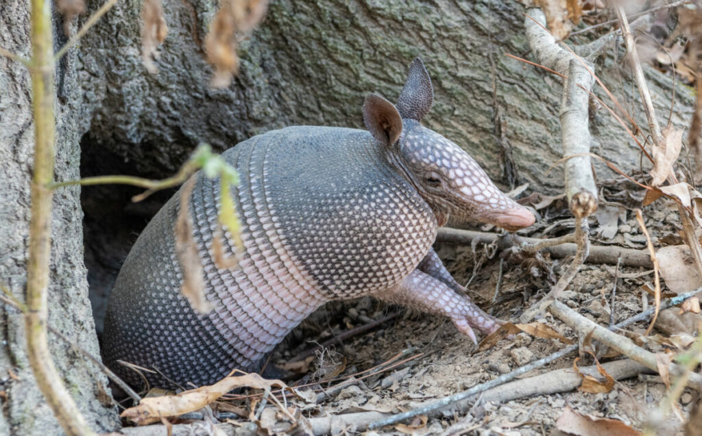 Do Armadillos Carry Syphilis? Facts, Risks, and Prevention