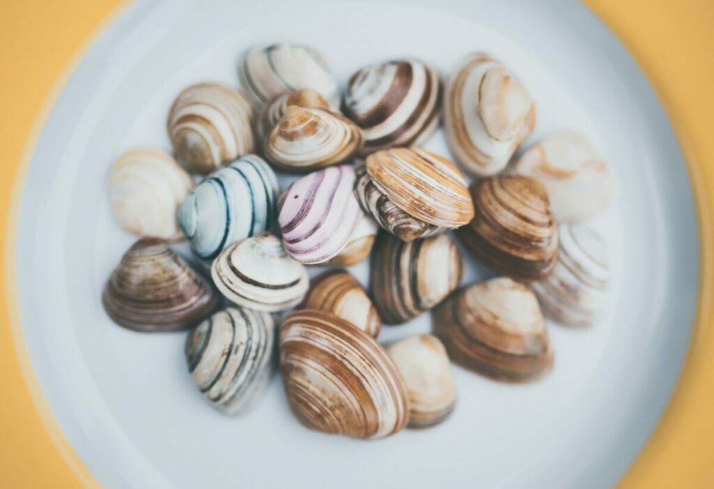 Colorful assorted clams
