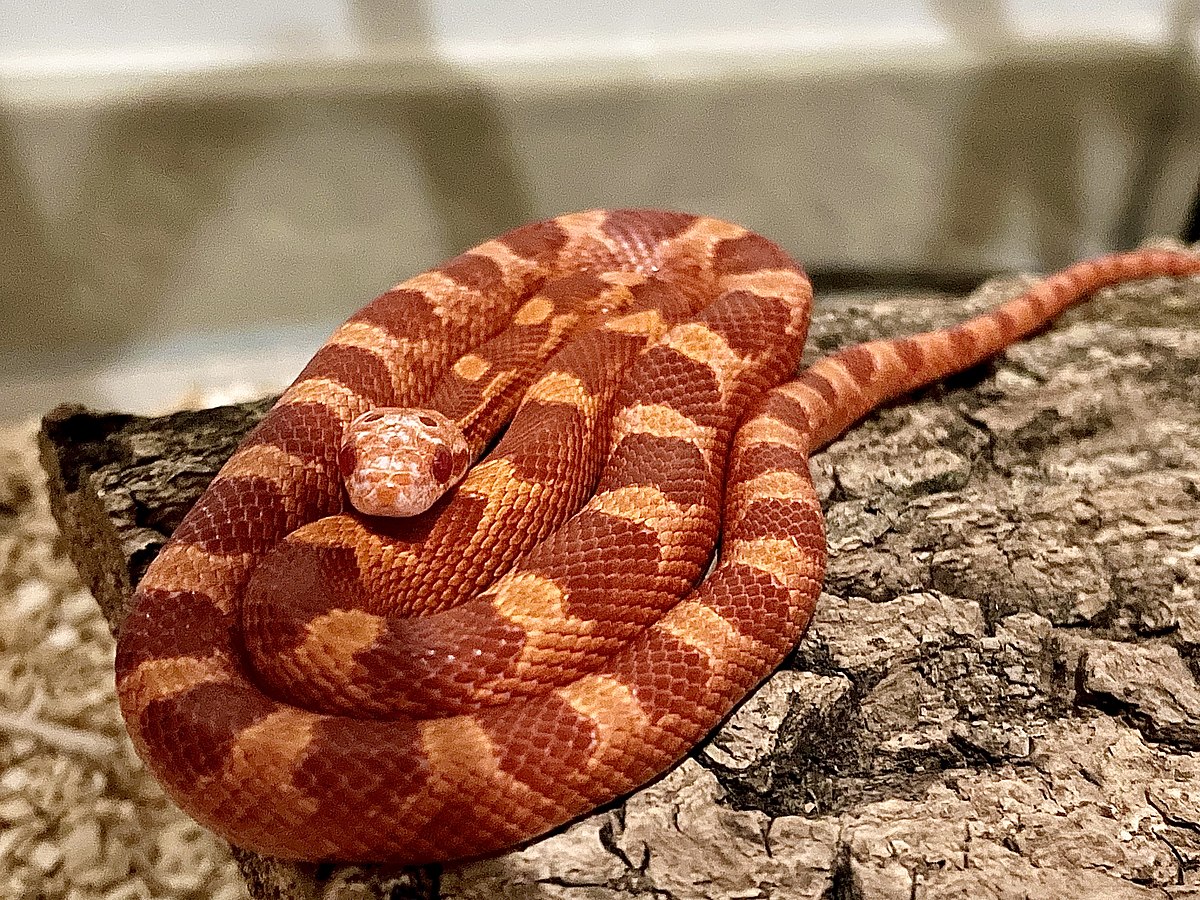 A baby fire corn snake coiled up on top of a piece of wood