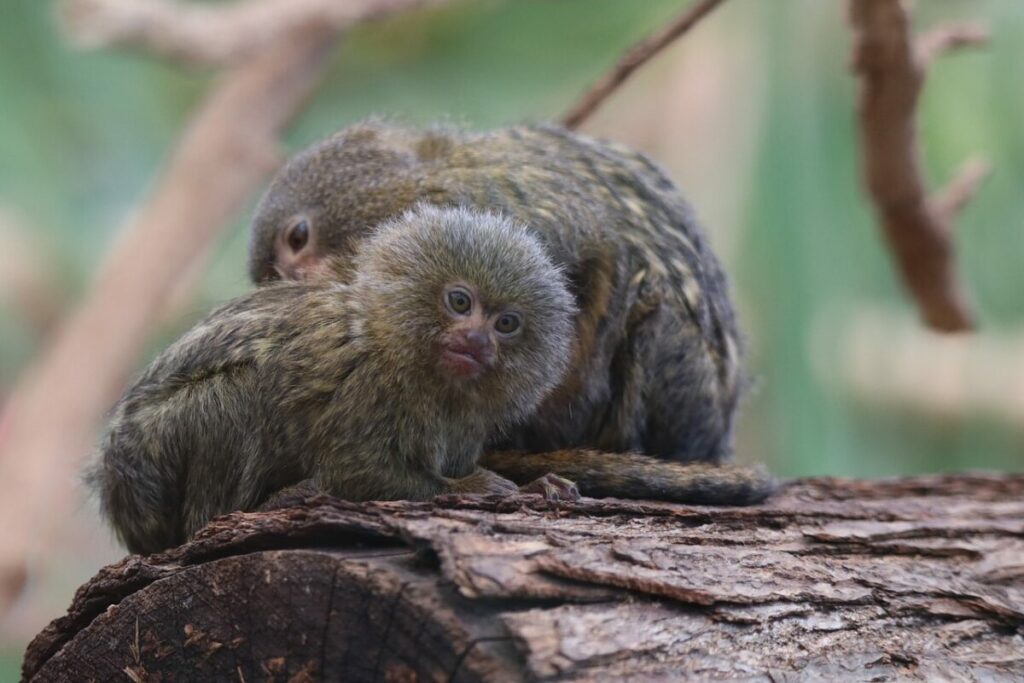 Baby pygmy marmoset with an adult pygmy marmoset