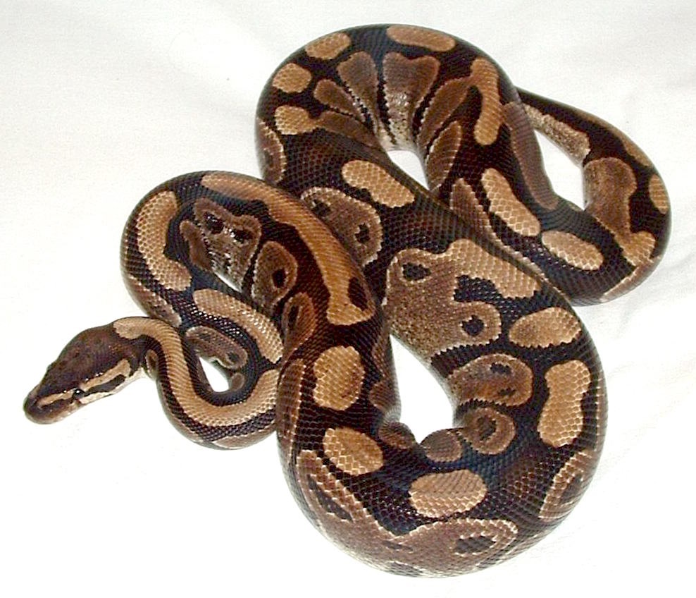 A pet Ball Python