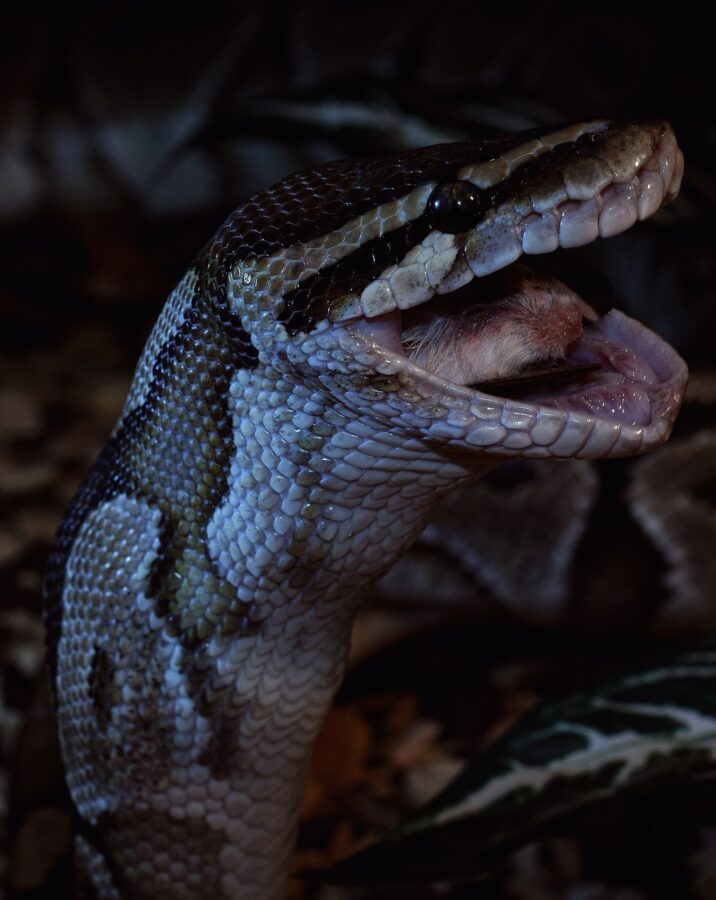 Ball Python head close-up eating and swallowing a prey