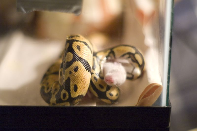 Ball Python eating a white mice