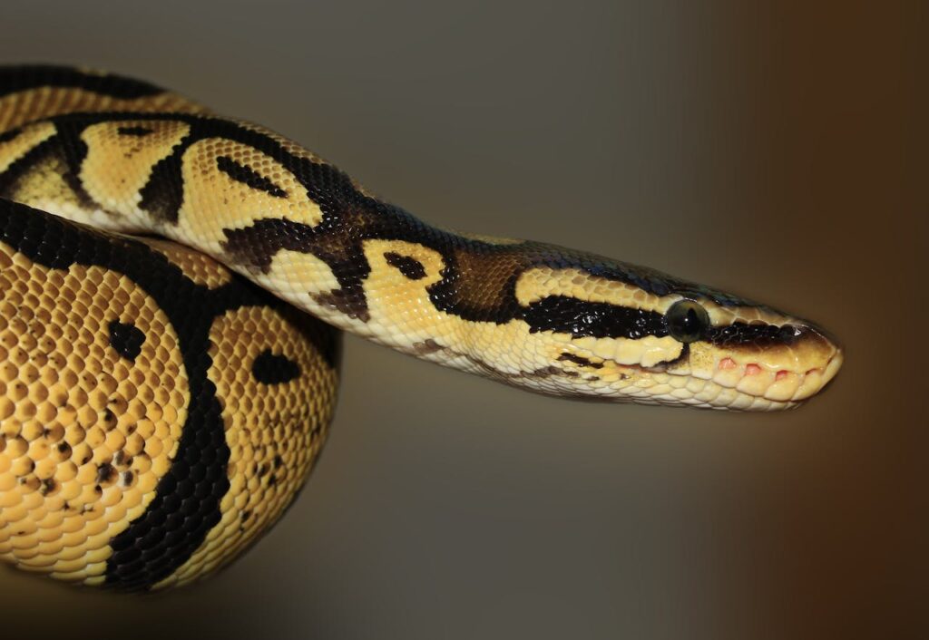 Ball Python head and face close-up