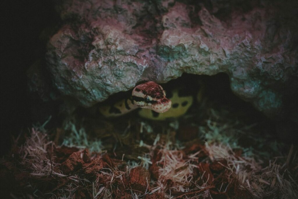 Ball Python hiding under a rock