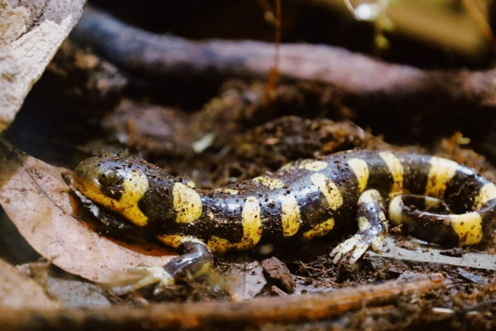 Barred Tiger Salamander on a damp environement