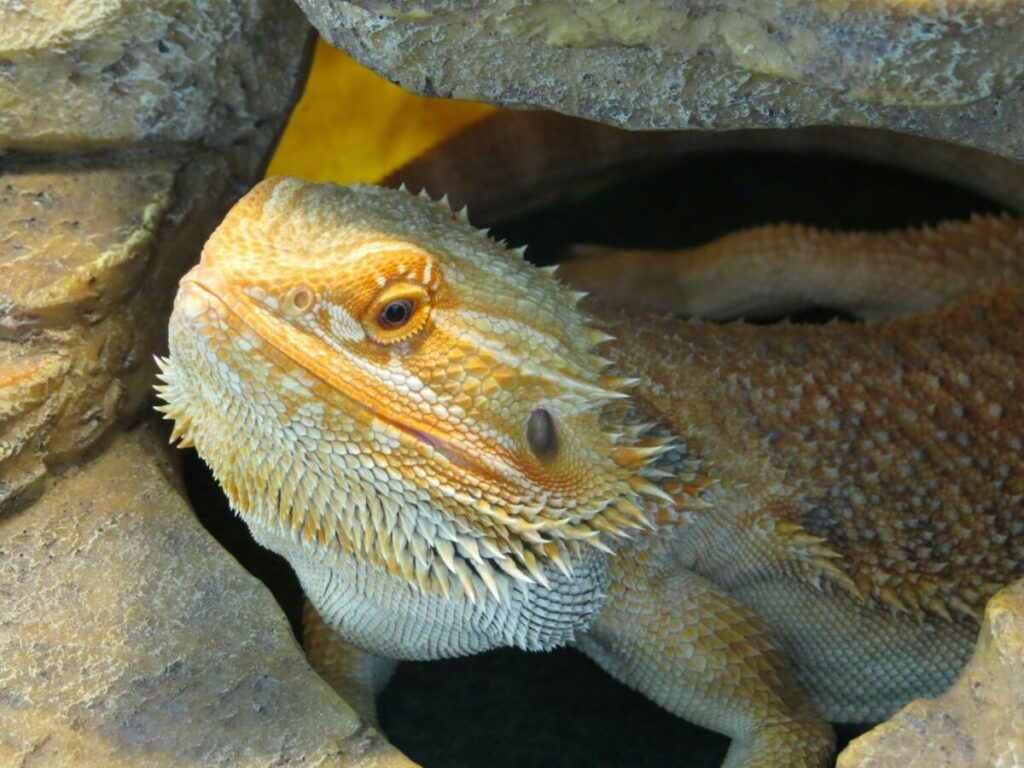 Bearded Dragon Face close-up