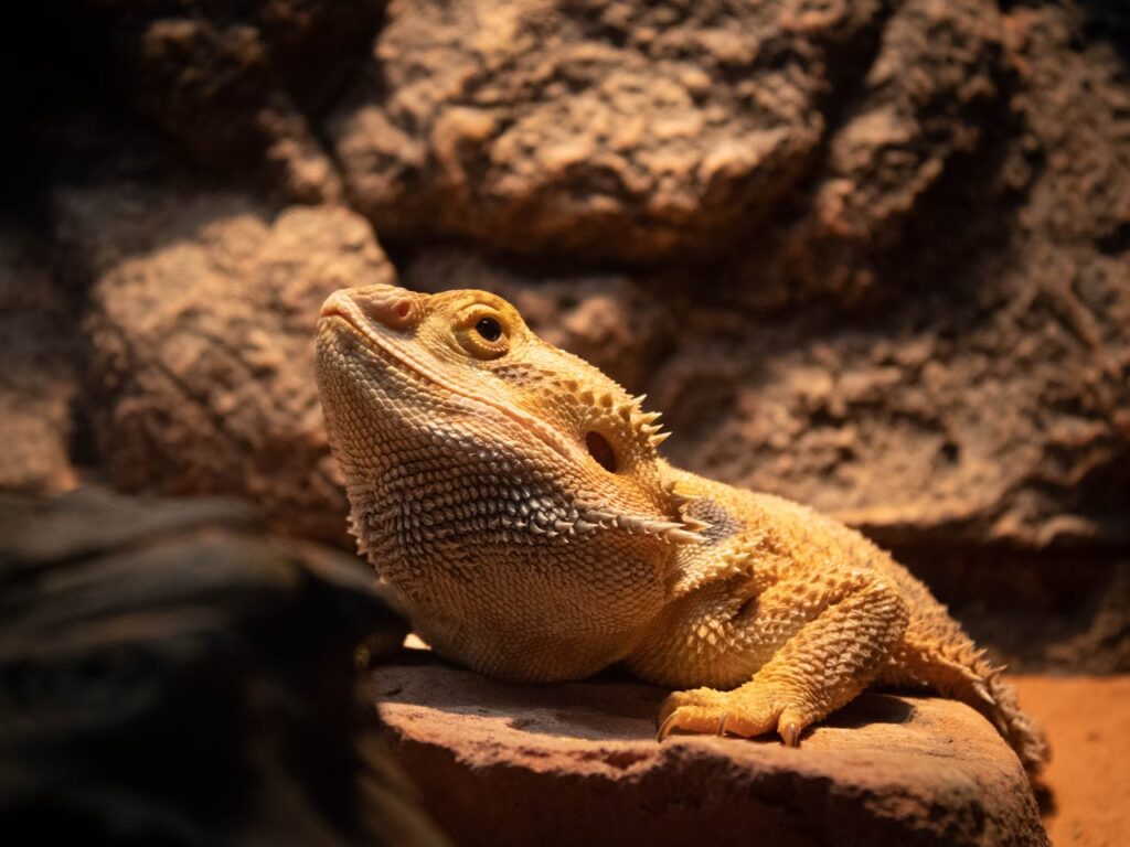 Close-up shot of a Bearded Dragon face