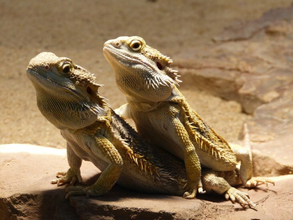 Two bearded dragon pet close-up
