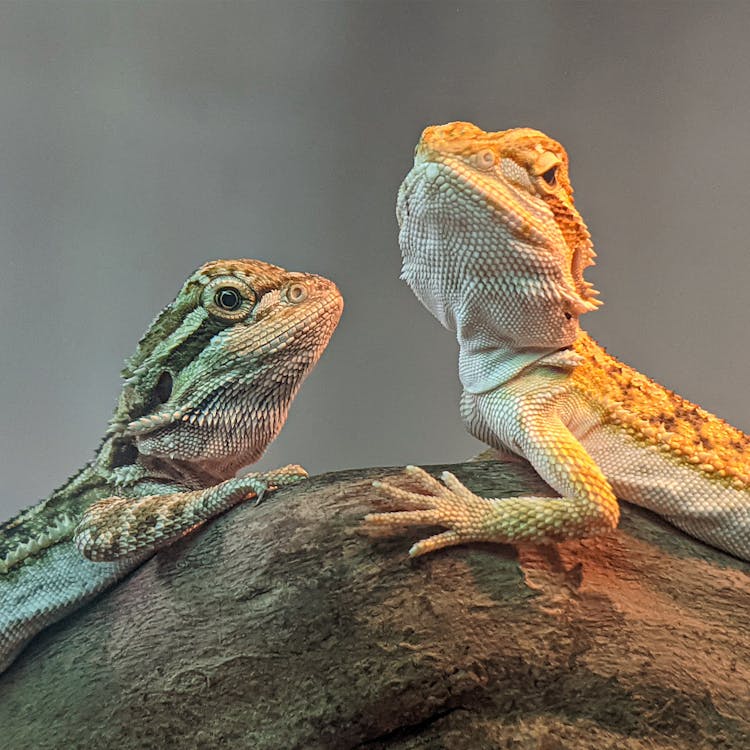 Two Bearded Dragons on the Wood
