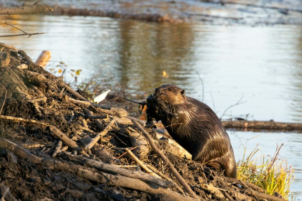 Beaver building a dam with tree branches