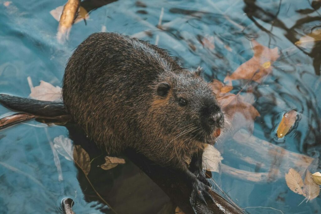 Beaver standing on a stree branch surrounded with water