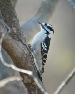 Downy Woodpeckers exhibit intriguing behavioral quirks that contribute to their distinctiveness in the avian world.