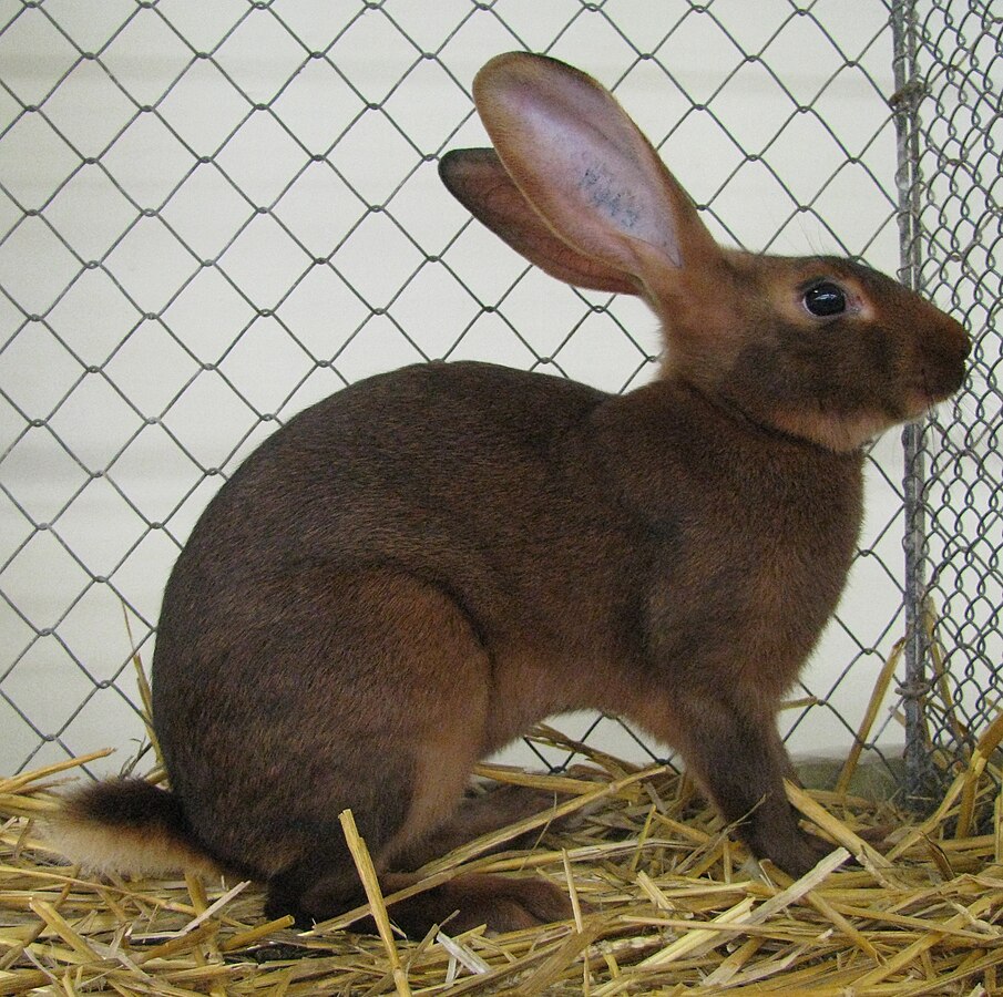 The "Belgian Hare" breed of domestic rabbit