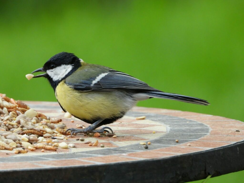 Bird Eating assorted bird seed