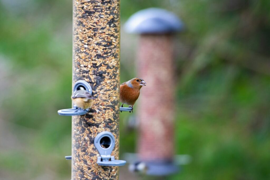 Bird eating from a bird-feeder