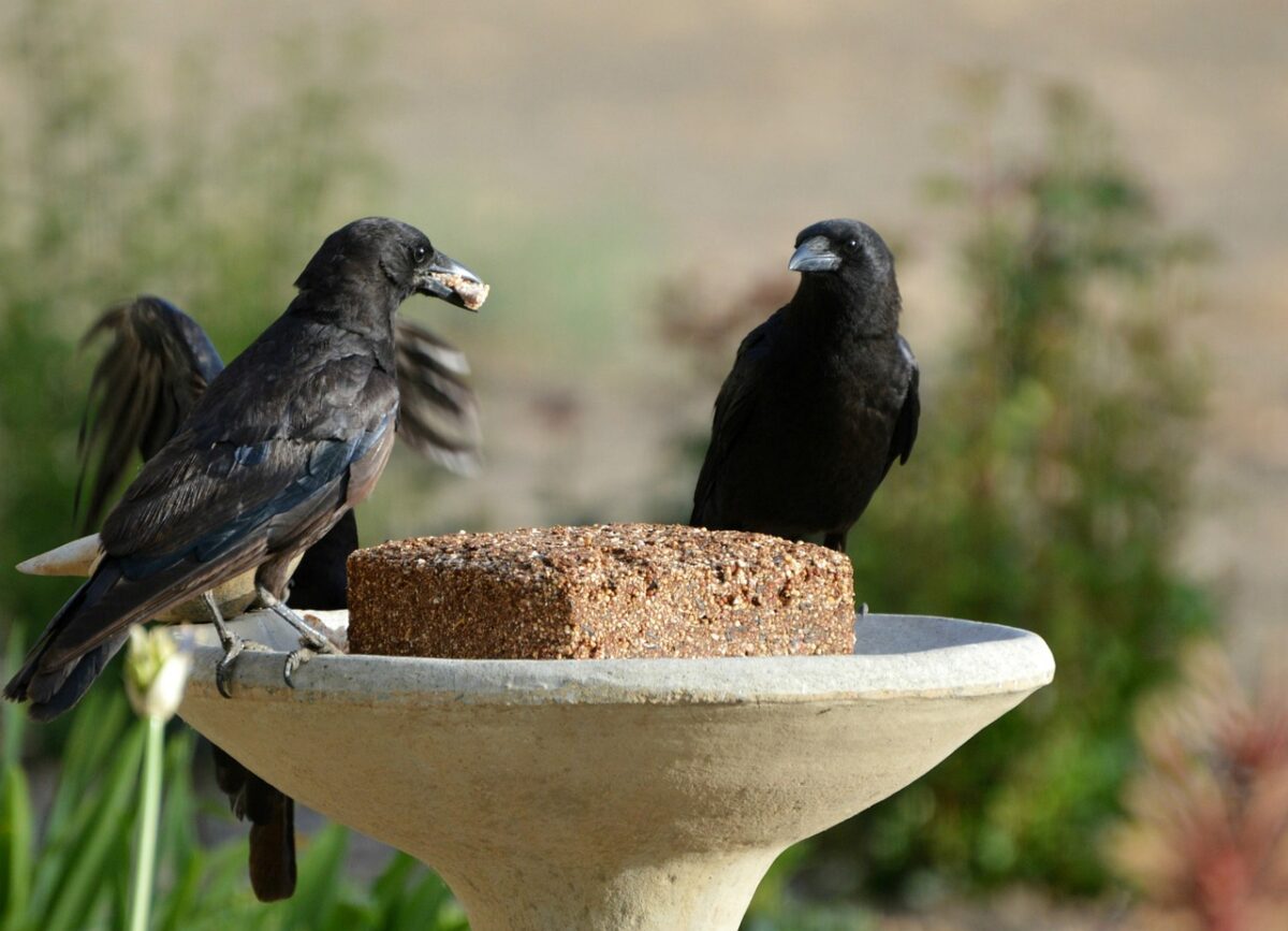 Crows eating  a birdseed