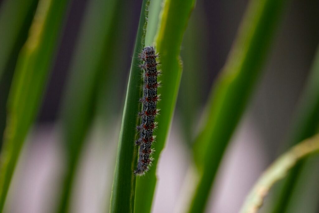 Black caterpillar eating a grass