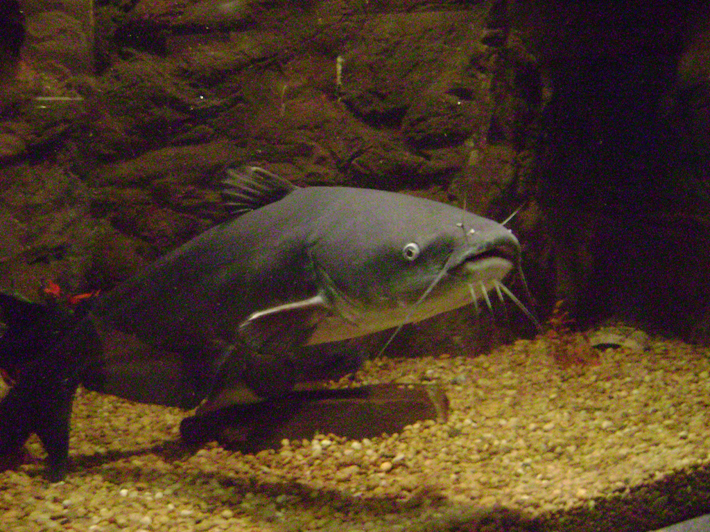 Blue catfish in an aquarium