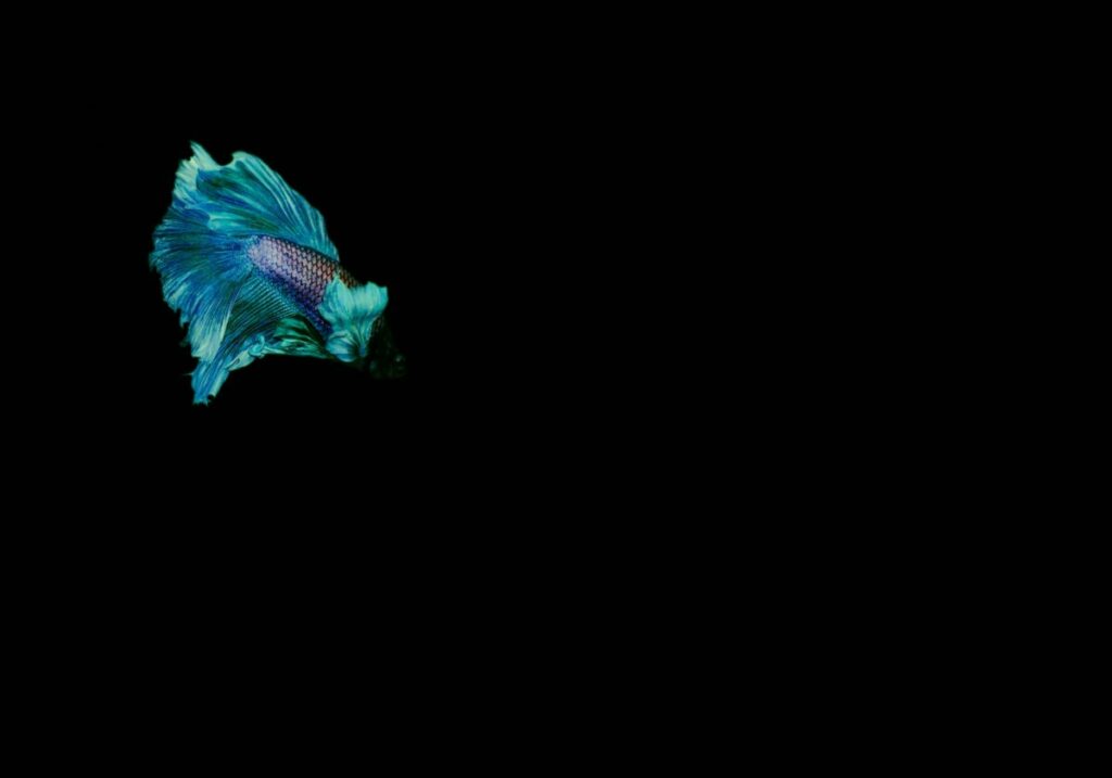 Fighting fish with blue vibrant color