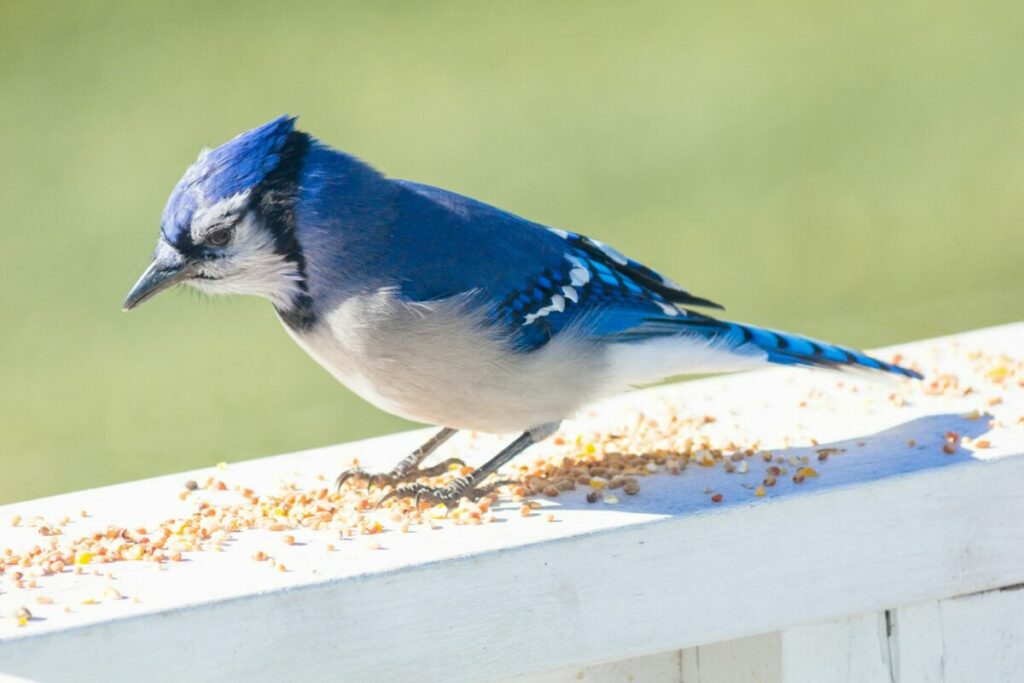 Blue Jay eating from a bird feeder