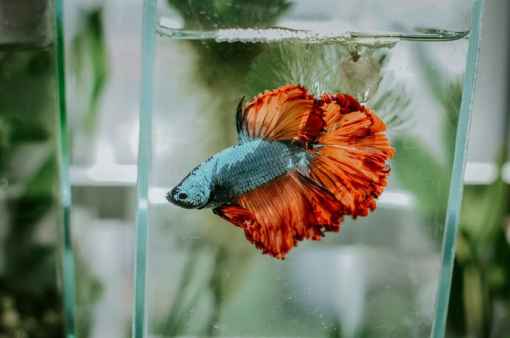 Color blue and orange fighting fish in an aquarium