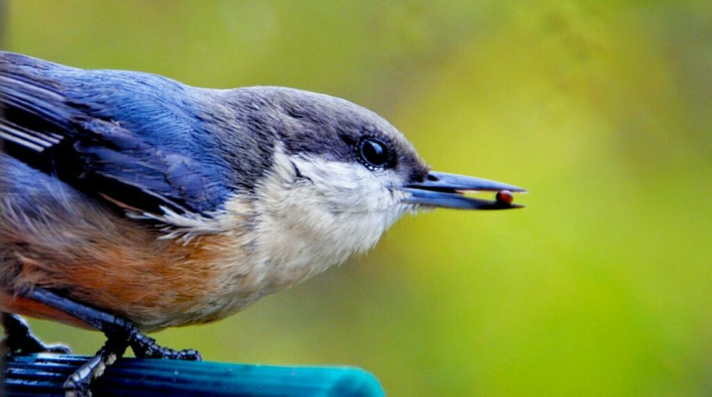Bluebird eating a seed