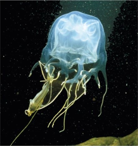 A close-up image of a box jellyfish, showcasing its transparent bell-shaped body and long, trailing tentacles, floating gracefully in the ocean.