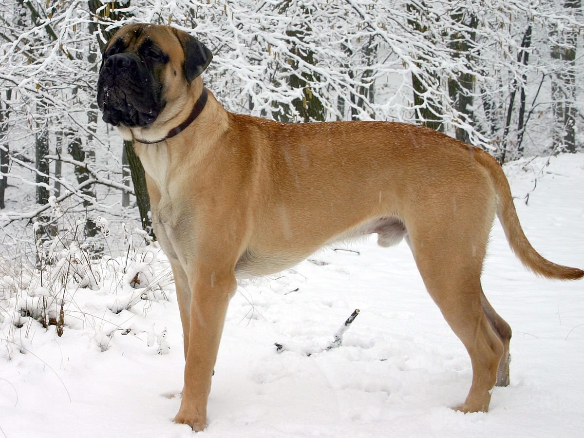 Young Bullmastiff male standing in the snow