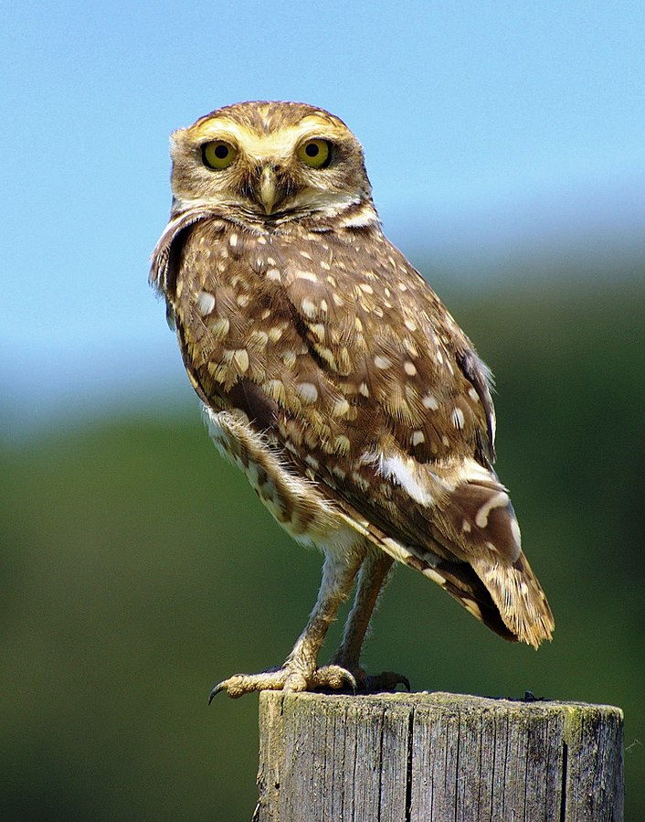 Exploring the Fascinating Diversity of Owl Species 2 Burrowing owl (Athene cunicularia)
