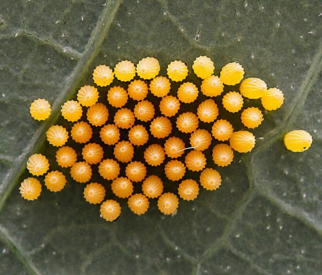 Butterfly Eggs under a cabbage leaf