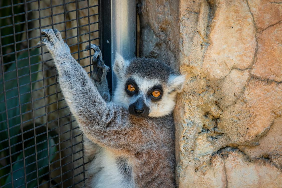 Image of a lemur in cage