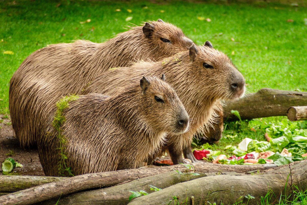 Capybaras feeding on a farm