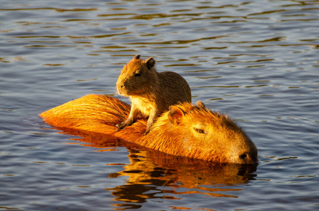 Baby capybara on top of mother swimming and chilling on a lake