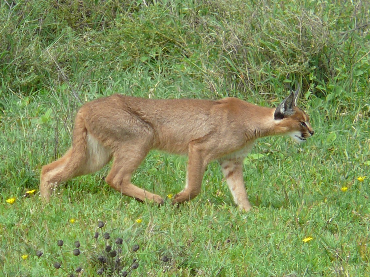 A caracal hunting in the Serengeti