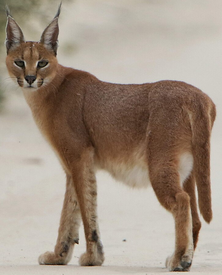 Caracal on a road, early morning in Kgalagadi