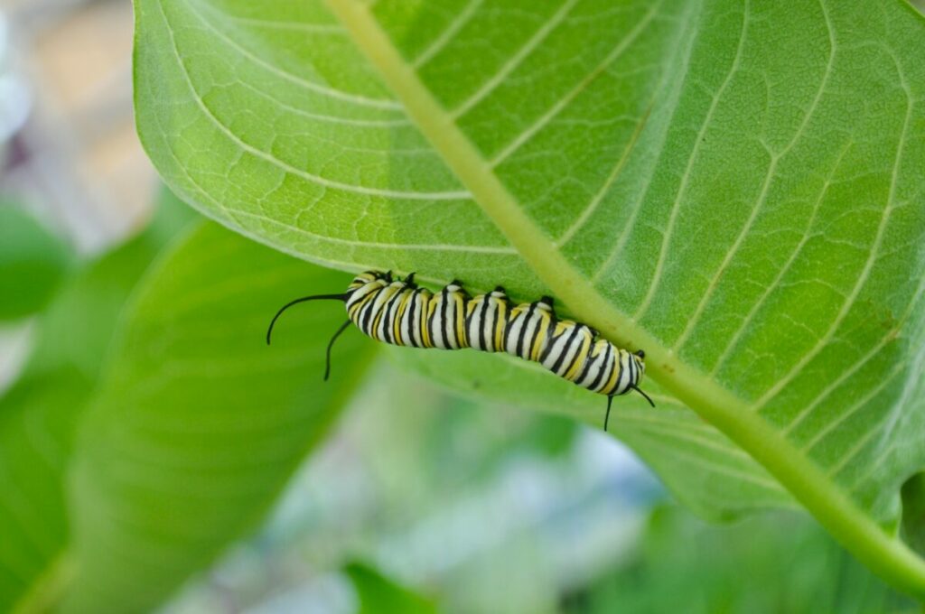Swallowtail caterpillar eating a leaf