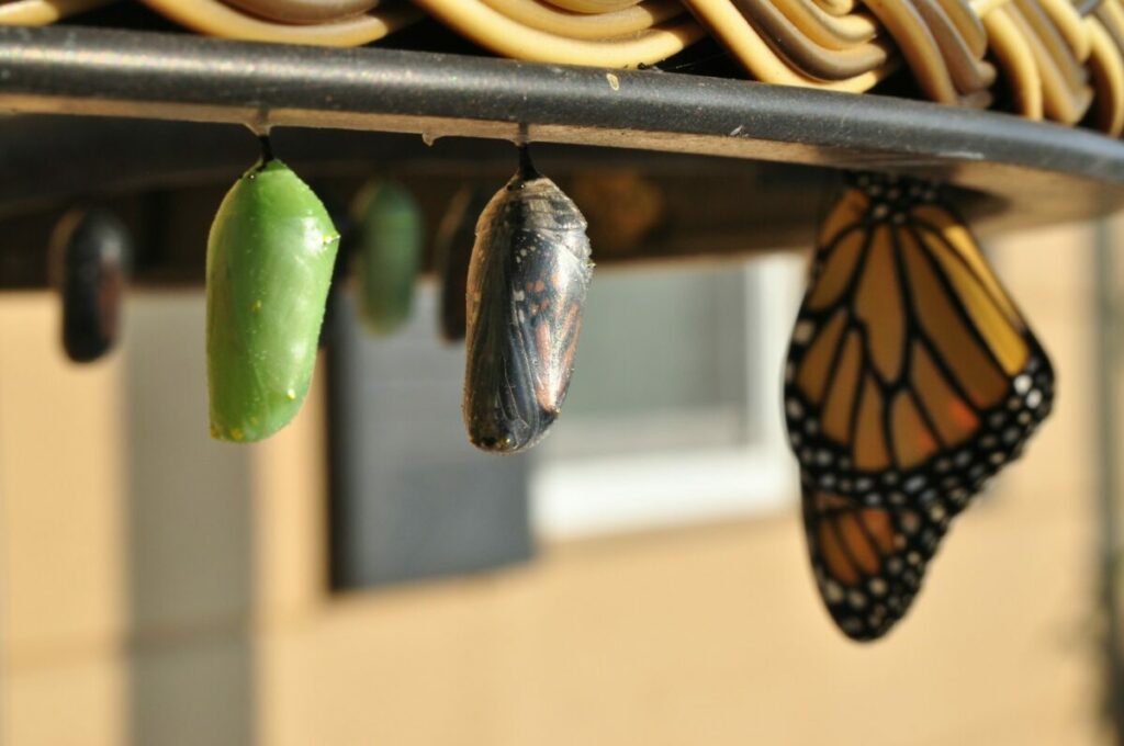 Caterpillar Metamorphosis to a Butterfly