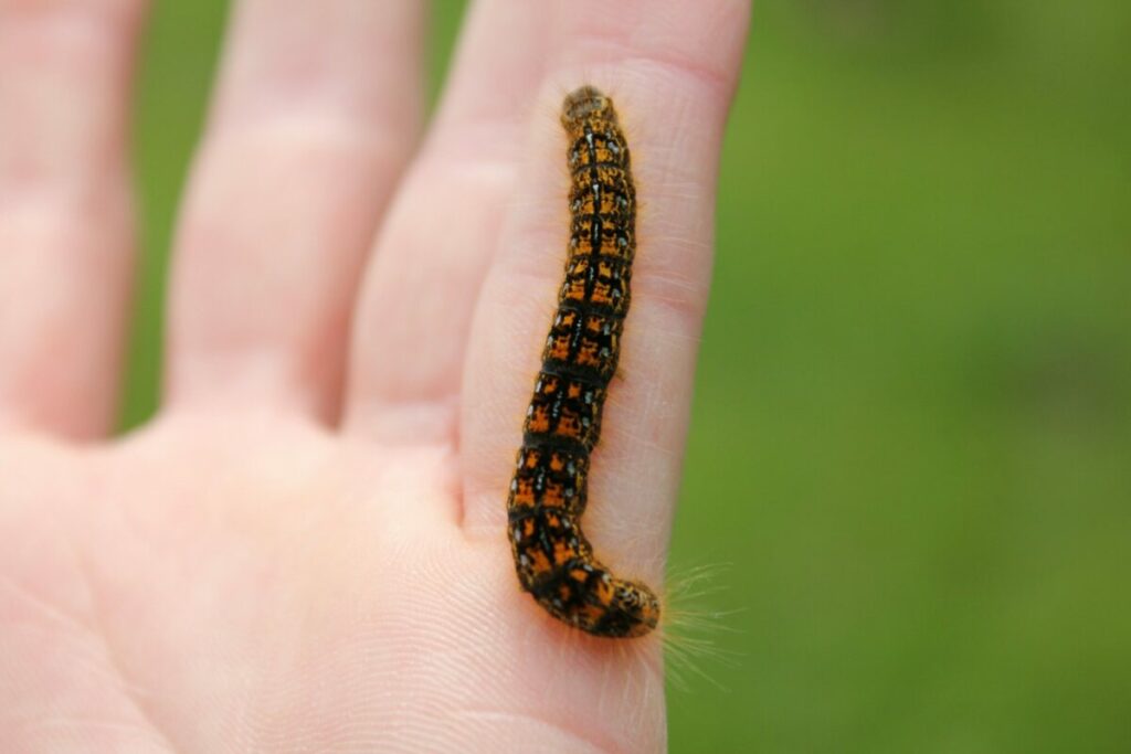 Hands holding a caterpillar pet
