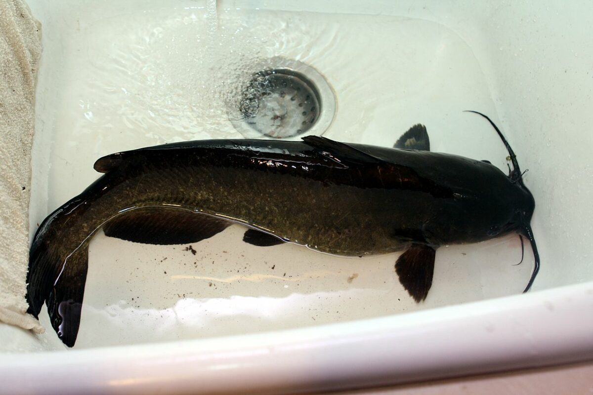 Channel catfish caught in a stocked lake