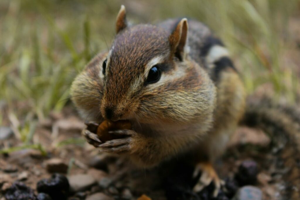 Chipmunk forgaring nuts