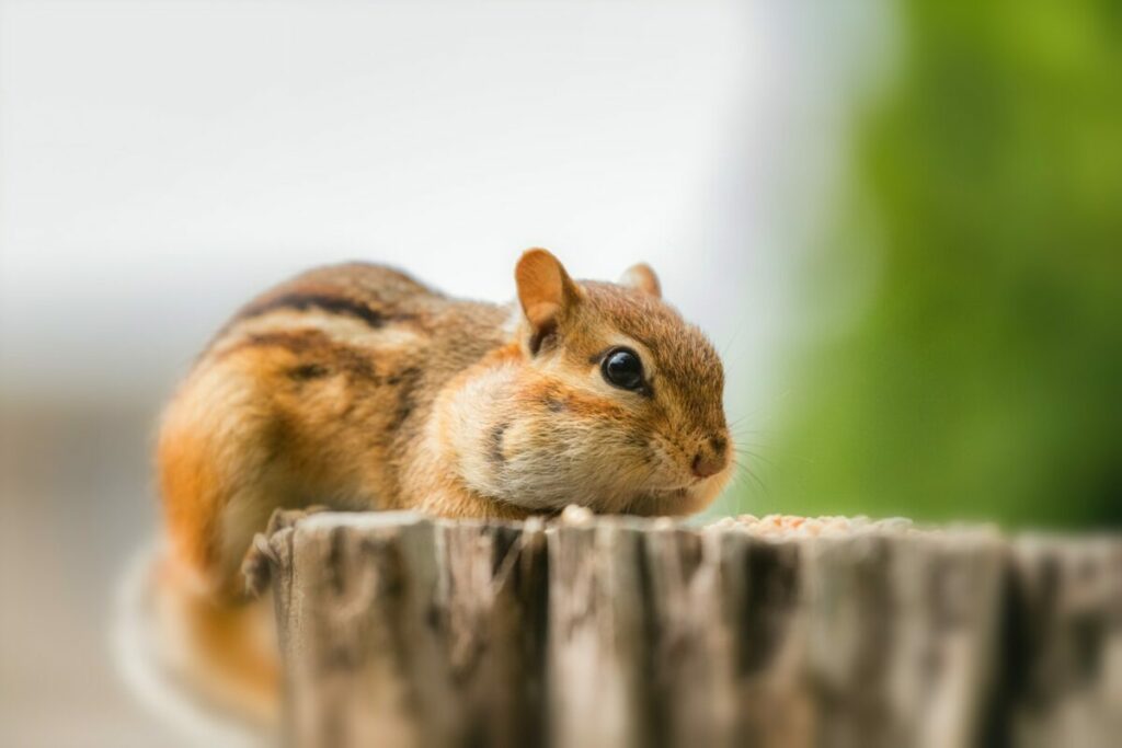 Small brown chipmunk on a tree trunk