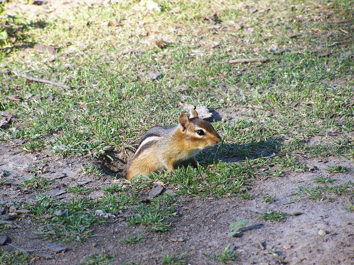 Eastern chipmunk at the entrance of its burrow