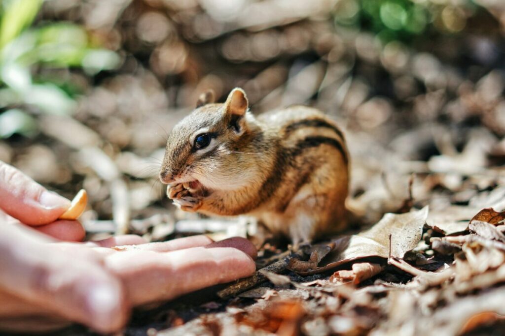 Hand feeding nuts to a chipmunk