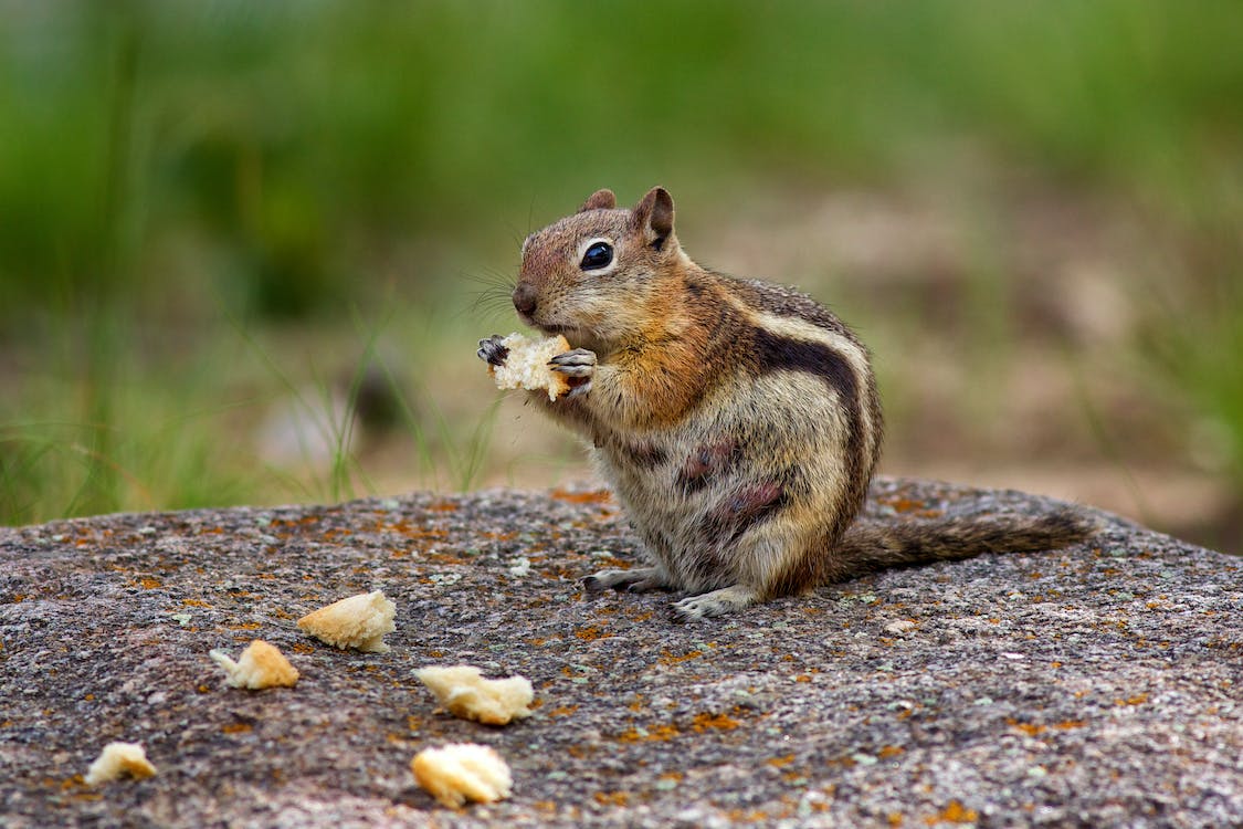 Chipmunk feeding on crumbs