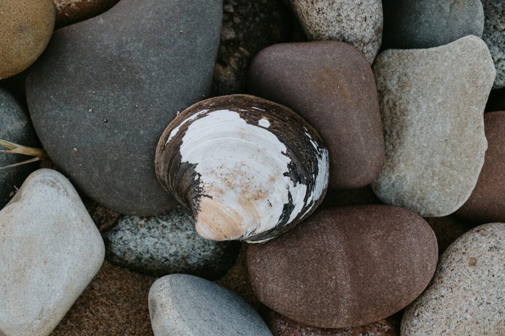 Clam shell on top of the rocks