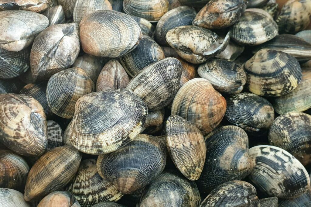 Pile of clams