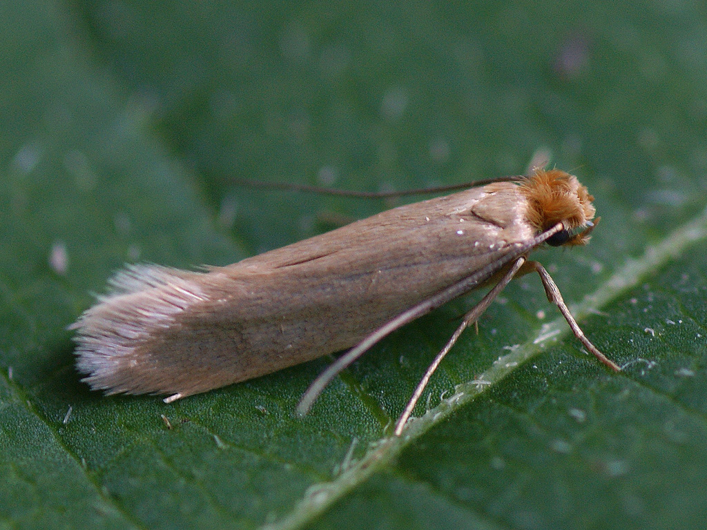 Common Clothes Moth on a leaf