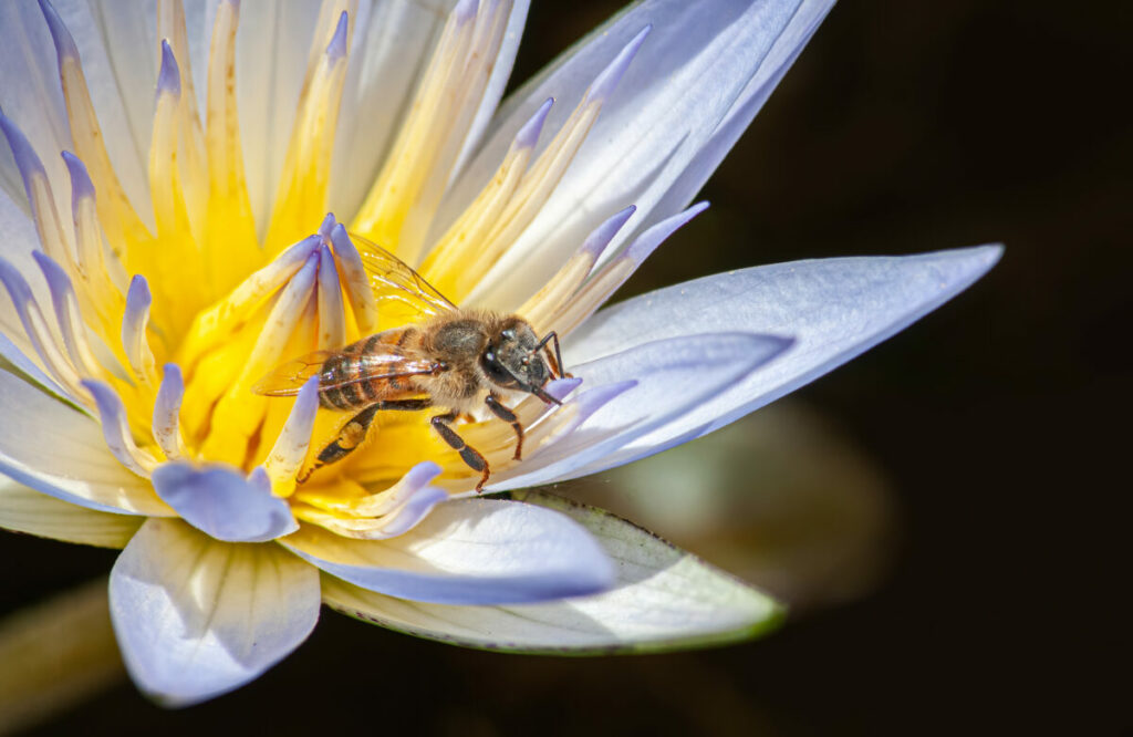 Learn how to peacefully coexist with ground bees in your surroundings, fostering a healthy balance between human activities and the vital role these pollinators play in nature.