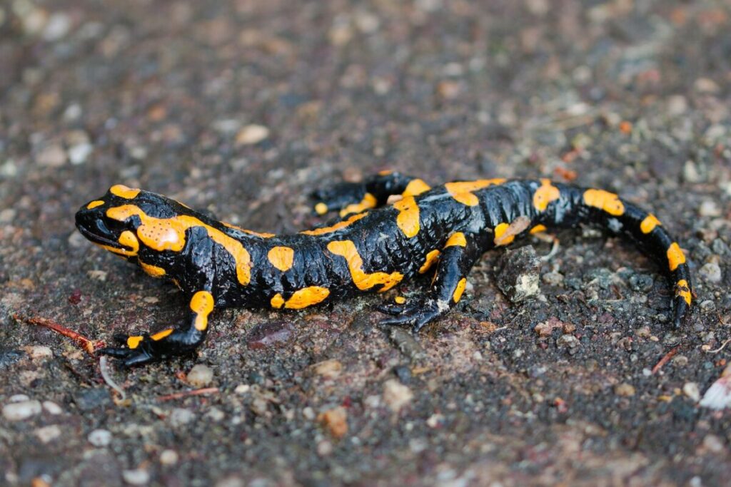 Colorful salamander in the wild